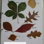 Goldener Schnitt Indesign Vorlage Best Of Blättersammlung Deckblatt