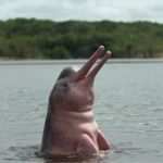 1&amp;amp;1 Website Vorlagen Angenehm Le Mystère Du Dauphin Rose Enquê