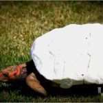 3d Drucker Handyhülle Vorlage Gut Diese Schildkröte Trägt Den Ersten Panzer Aus Dem 3d Drucker