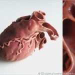 3d Drucker Herz Vorlagen Wunderbar Hochgradige Wissenschaftler Feiern Erfolg
