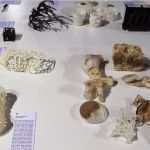 3d Drucker Vorlagen Tiere Erstaunlich 3d Drucker Kaufen – Zukunft Bei Uns Im Test