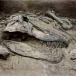 3d Drucker Vorlagen Warhammer Neu Knochen Kopie forscher Fertigen Dino Knochen Mit 3d