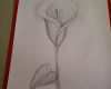 3d Zeichnen Vorlagen Inspiration Calla Zeichnen Blume Zeichnen Zeichnen Lernen Für Anfänger