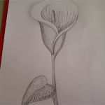 3d Zeichnen Vorlagen Inspiration Calla Zeichnen Blume Zeichnen Zeichnen Lernen Für Anfänger