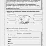 Abschlussbericht Praktikum Vorlage Wunderbar Steckbrief Schaf Grundschule Das Beste Von