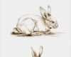 Acrylmalerei Tiere Vorlagen Erstaunlich Art Pencil Sketch Rabbit Art Rabbit Sketch Bunny by