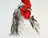 Acrylmalerei Tiere Vorlagen Hübsch Rooster In Watercolor Tiere Animals