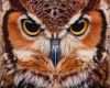 Acrylmalerei Tiere Vorlagen Schönste Buho Pintado Owl