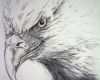 Adlerkopf Tattoo Vorlagen Best Of Drawing Animals Nature Other On Behance