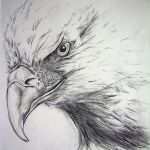 Adlerkopf Tattoo Vorlagen Best Of Drawing Animals Nature Other On Behance