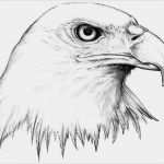Adlerkopf Tattoo Vorlagen Genial Tattoo Vorlagen 60 Kostenlose Tiermotive Tattoovorlagen