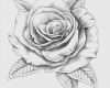 Adlerkopf Tattoo Vorlagen Gut Rose Zeichnung Vorlage Neu Über 1 000 Ideen Zu „tattoo