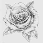 Adlerkopf Tattoo Vorlagen Gut Rose Zeichnung Vorlage Neu Über 1 000 Ideen Zu „tattoo