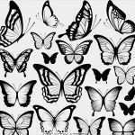 Ai Vorlagen Cool 蝴蝶图片 昆虫 生物世界 图行天下图库