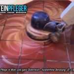 Angebot Hausmeisterservice Vorlage Genial Grundreinigung Fliesen Fliesenbden Reinigen Gewusst Wie