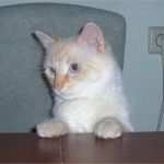 Anzeige Wohnungssuche Vorlage Einzigartig Erfolgreiche Partnersuche Ab 50 Qm – Kafarhamam