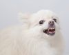 Apple Motion Vorlagen Elegant White Pomeranian Dog Angry Stock Video Footage