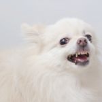 Apple Motion Vorlagen Elegant White Pomeranian Dog Angry Stock Video Footage