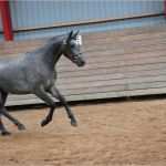 Arag Vorlagen Wunderbar Jasmin Hoppe Bilder News Infos Aus Dem Web