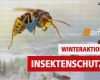 Aufmaß Fenster Vorlage Neu Winteraktion Insektenschutz