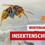 Aufmaß Fenster Vorlage Neu Winteraktion Insektenschutz