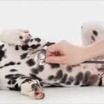 Ausbildungsnachweis Tiermedizinische Fachangestellte Vorlage Wunderbar Tiermedizinische Fachangestellte – Bewerbung