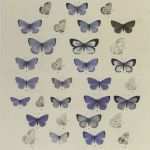 Autocad Vorlagen Free Download Fabelhaft Lycæna Ii Lycæna Pseudargiolus 1 2 form Lucia 3 4