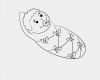 Baby Tagebuch Vorlage Zum Ausdrucken Wunderbar Baby Bild Zum Ausmalen