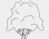 Baum Vorlage Zum Ausdrucken Cool Ausmalbilder Baum Kostenlos Malvorlagen Zum Ausdrucken