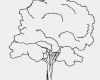 Baum Vorlage Zum Ausdrucken Elegant Ausmalbilder Baum Kostenlos Malvorlagen Zum Ausdrucken