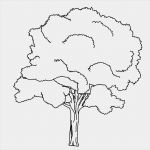 Baum Vorlage Zum Ausdrucken Elegant Ausmalbilder Baum Kostenlos Malvorlagen Zum Ausdrucken