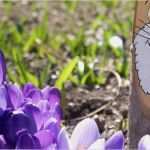 Baumstamm Bemalen Vorlagen Hübsch Osterhasen Aus Holz Basteln Ideen Und Tipps