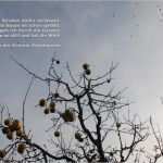 Baustellentagebuch Vorlage Schön Adventskalender 2014 Kleingärtnerverein Oeynhausen