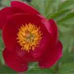 Bautagebuch Vorlage Bg Bau Fabelhaft Blümchen Projekt Landeier