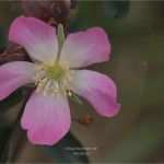 Bautagebuch Vorlage Bg Bau Schön Blümchen Projekt Landeier