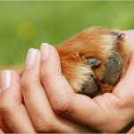 Bescheinigung Zur Vorlage Beim Finanzamt Fahrtätigkeit 2017 Genial Spenden – Tierschutzverein Friesoythe U U E V