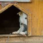 Bescheinigung Zur Vorlage Beim Finanzamt Fahrtätigkeit 2017 Neu Spenden – Tierschutzverein Friesoythe U U E V