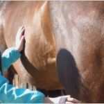 Bestätigung Führerschein Angewiesen Vorlage Cool Betreute Reiterferien Für Anfänger Und fortgeschrittene