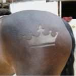 Betriebskonzept It Vorlage Elegant Schermuster Und Tuniere Pferde Muster Scheren – Vorlagen