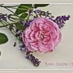 Bier Etikett Vorlage Photoshop Inspiration Aus Meinem Garten Im September Letzte Rosen Und Lavendel