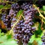 Bierflaschen Etiketten Vorlage Kostenlos Elegant Wein Line Kaufen Auf Rechnung Wo Wein Auf Rechnung