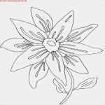 Bilder Selber Malen Vorlagen Schön Bilder Vorlagen Zum Selber Malen Mit Zentangle Gratis