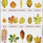 Blätter Vorlagen Zum Ausschneiden Cool Blätter Im Herbst Natur