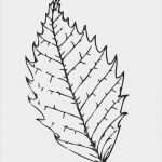 Blätter Vorlagen Zum Ausschneiden Erstaunlich 60 Best Blätter Vorlagen Zum Ausschneiden Abbildung