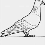 Buttons Vorlagen Ausdrucken Angenehm Tauben Vorlagen Zum Ausdrucken Avec Tiermasken Basteln Et