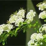 Christliche Geburtstagswünsche Vorlage Cool Geburtstagswünsche Irische Segenssprüche