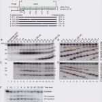 Cmr Frachtbrief Vorlage Pdf Luxus Cmr Insurance 43 Pdf Cmr Vorlage Girlscoutsppc