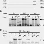 Cmr Frachtbrief Vorlage Pdf Schön atemberaubend Cmr Vorlage Zeitgenössisch Beispiel Wiederaufnahme Vorlagen Sammlung Fxautofo