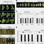 Danksagung Trauer Vorlagen Download Fabelhaft Trauerkarten Danksagung Vorlagen Schön Trauerkarten