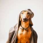 Dsgvo Fotografie Vorlage Süß Passfoto & Passbild Winsen Luhe Biometrisch Oder normal